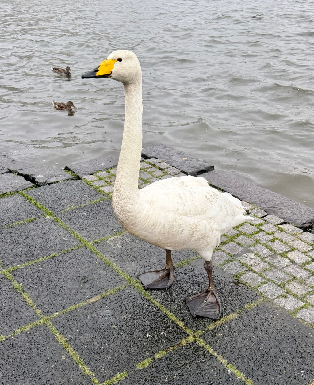 Reykjavik On My Own&nbsp;Agenda